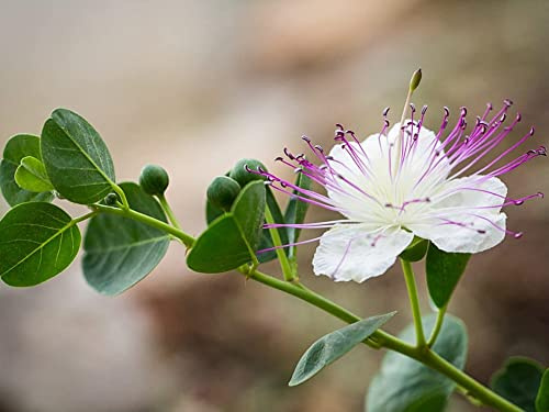 35 Caprier-frön - perenn utan tagg - reproducerbara frön