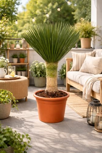 Yucca Rostrata 'Blue Swan' ca. 100 cm – Winterharte Palmlilie mit 30 cm Stamm im 30 cm Topf – Exotische Wüstenpflanze für Garten, Terrasse & Balkon
