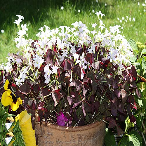 bulbi di oxalis triangularis - balcone resistenti perenni esterno esotiche 8pcs
