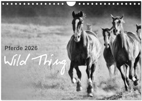Pferde 2026 Wild Thing (Wandkalender 2026 DIN A4 quer), CALVENDO Monatskalender: Pferde auf der Koppel (CALVENDO Tiere)
