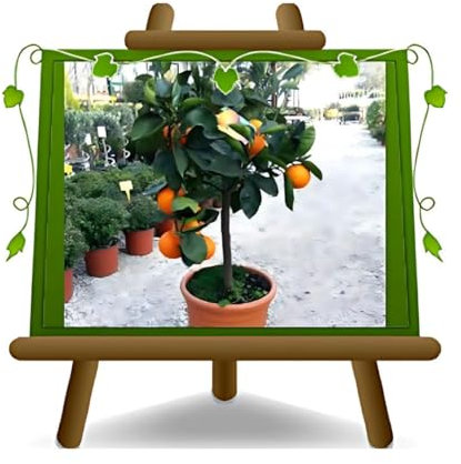 EURO PLANTS VIVAI Agrumes - Orange Tarocco, Plante Fruitière en pot 26 cm, Hauteur 150~170 cm