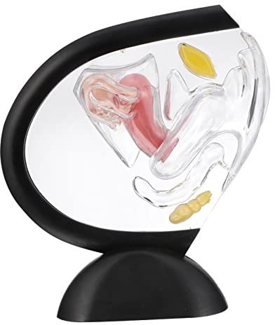 BUGUUYO Gebärmutterstrukturmodell Transparent 1:1 Pvc Medizinisches Sichtbares Gebärmutterwandmodell Patientenaufklärung Fortpflanzungsorgan
