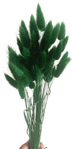 Aniyan 50 Stück Kaninchenschwanzgras Getrocknet Trockenblumen, Flauschige Bunny Tails Strauß, Lagurus Trockenblumen Deko für Vase Hochzeit Boho Wohnzimmer Tischdeko (Dunkelgrün)