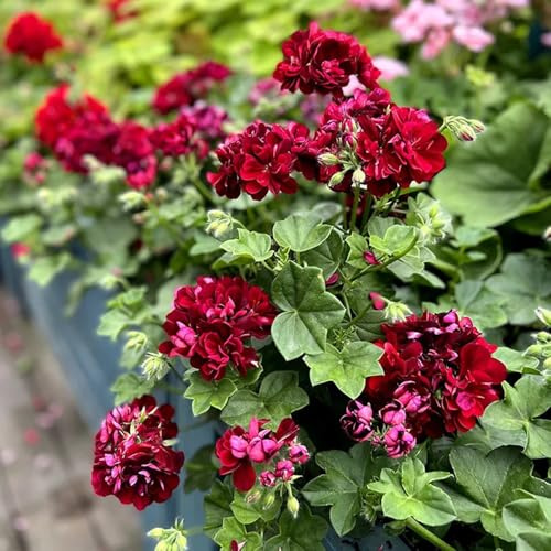 semi di geranio resistenti, pelargonium tappezzante perenne resistente da giardino, ornamentali decorazione di recisi primaverile, 15pcs