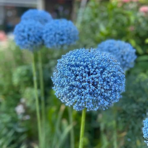 Cipolle Allium resistenti perenni-vaso per,resistenti per il giardino vaso bonsai,da giardino,decorazione del soggiorno da 8pcs