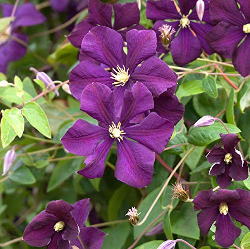 Robuste Waldrebe Rubra 40-60cm - Clematis viticella