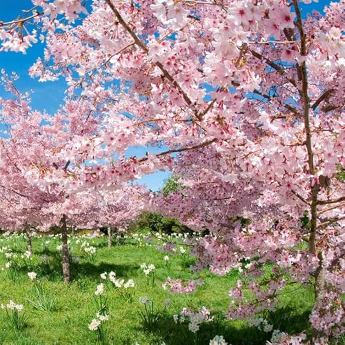 semillas cerezo - semillas para balcon de jardín de rocas resistentes, perennes Decoración cerezo 250pcs