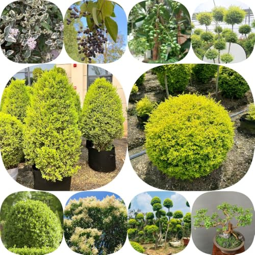 Semi di ligustro - prodotti sostenibili verdi siepe balcone raro esotico resistenti per giardini rocciosi giardino di selvatiche semi 400pcs