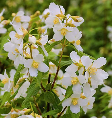 Duftjasmin Erectus 60-80cm - Philadelphus - lebende Gartenpflanze aus den Baumschulen