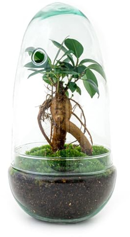 urbanjngl - Eier-Terrarium - Zweiteiliges Glas-Stolp - DIY Kit für Pflanzen - Ø 12 cm, Höhe 25 cm - Mini-Ecosystem für Zuhause