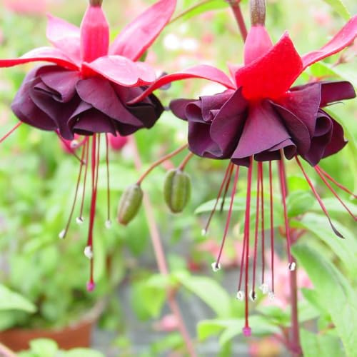 Bedwen Fuchsia 'Blacky' Plug Plant x4 – Double Midnight-Purple Blooms for Dramatic Hanging Baskets & Pots