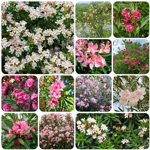 semi di oleandro - resistenti esterno vecchie varietà giardino esterni rare biologici balcone 25pcs