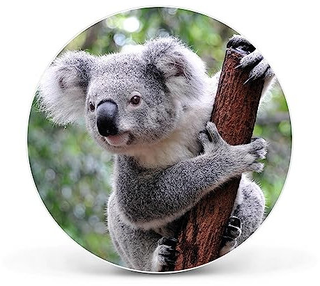 banjado Magnettafel Ø 47cm Weiß - Magnetwand aus Metall - Magnetpinnwand als Memoboard - Pinnwand Magnettafel Küche, Büro, Kinderzimmer inkl. 4 Magnete & Montageset - Koala