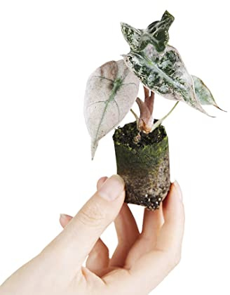 PLNTS - Baby Alocasia Polly Variegated - Zimmerpflanze - Zimmerpflanzen, Pflanzen Echt, Nachhaltige Verpackung - 5cm Topf - Höhe 5cm - Direkt von der Gärtnerei