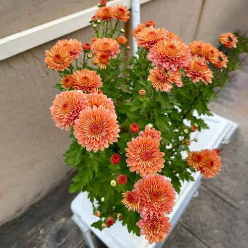 gänseblümchensamen - gänseblümchen gartendeko für draußen kräuterpflanzen wildblumen exotische blumenbeet kletterpflanzen steingartenpflanzen zierblumen für sonnige plätze topfpflanzen 500samen