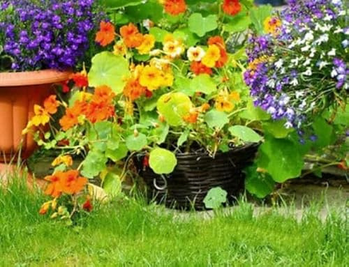 Buy4seeds 80 Seeds Nasturtium Dwarf Tom Thumb Mix tropaeolum Minus nanum Flower