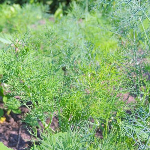 Semi di aneto - per giardinieri semi di balcone raro esotico coltivazione giardino selvatiche resistenti per giardini 100pcs