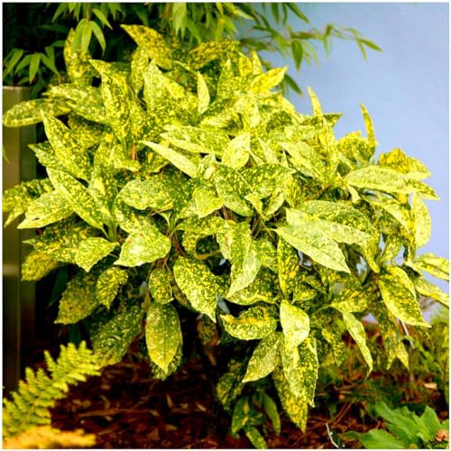 GrowOn Shrubs [x3] Aucuba Japonica 'Golden Girl' | Multi-Pack | Evergreen Shrubs | Outdoor Garden Ready Plants | Spring Flowering | Reddish-Purple Flowers