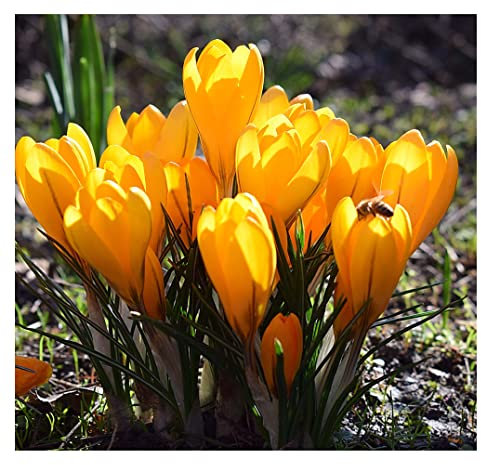 10x Crocus Large Flowering Yellow Mammoth Spring Bulbs Ready for Planting Now Beautiful Hardy Perennial Bee Friendly Early Flowers