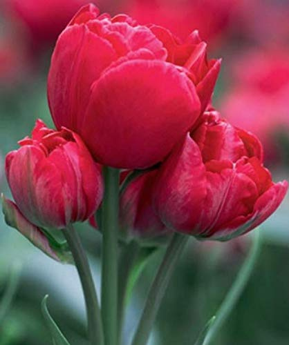 Gefüllte Tulpen Estatic Tulpenzwiebeln (10 Blumenzwiebeln)