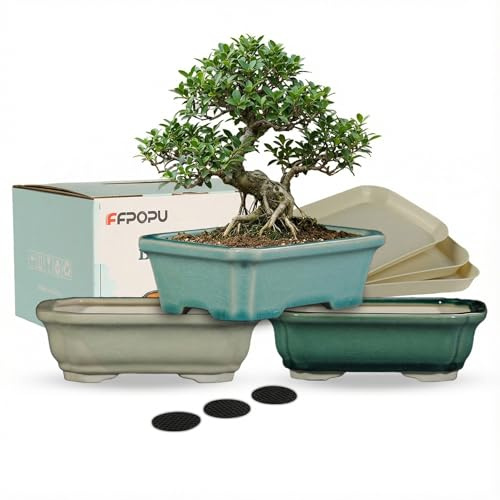 FFPOPU Kleine Bonsai-Töpfe aus Keramik mit Drainageschale, 3 Plektren, 15,2 cm, Bonsai-Baumtopf mit Eisrissglasur, Mini-Bonsai-Pflanztopf für Desktop-Dekoration von Zwergbäumen, Sukkulenten und