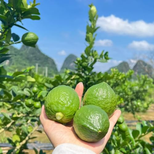 semillas de limonero, balcón exóticas variedades antiguas, orgánicas, interior 50pcs