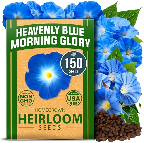 HOME GROWN Heavenly Blue Morning Glory - 150 Heirloom Seeds for Planting, Ideal for a Flower Garden that Attracts Pollinators and Birds (Ipomoea Tricolor)