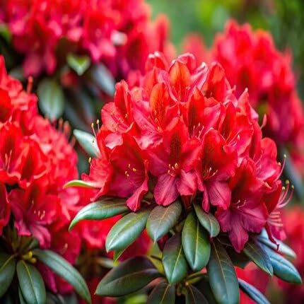 90pcs of Rhododendron Flower Seeds,red