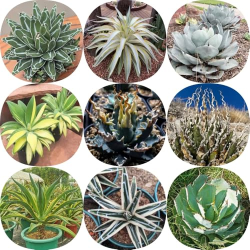 Semi resistenti di Agave americana, semi per aiuole rialzate regali per giardinieri di aromatiche verdi vecchie varietà resistenti da giardino roccioso 200pcs