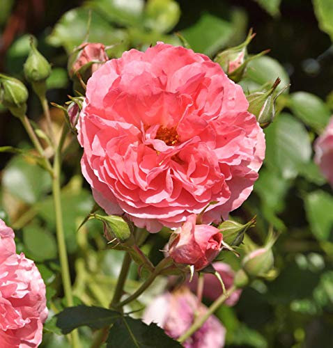 Kletterrose Rosarium Uetersen® 30-60cm - lebende Gartenpflanze aus den Baumschulen