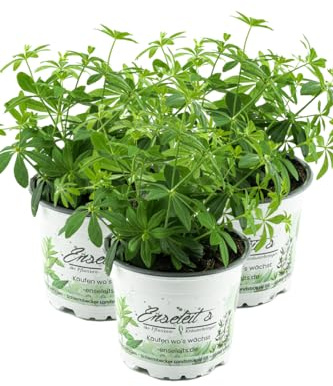 3er Set Waldmeister, Galium odoratum, frische waldmeister Pflanze