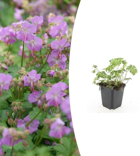 Geranium cant. 'Cambridge' | 24 stycken - 10-25cm - Ø9cm - Trädgårdsväxt