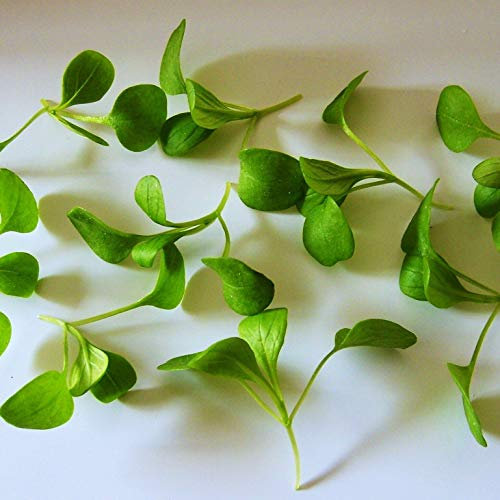 500 Seeds of Corn Salad Lambs Lettuce (Verte De Cambrai)