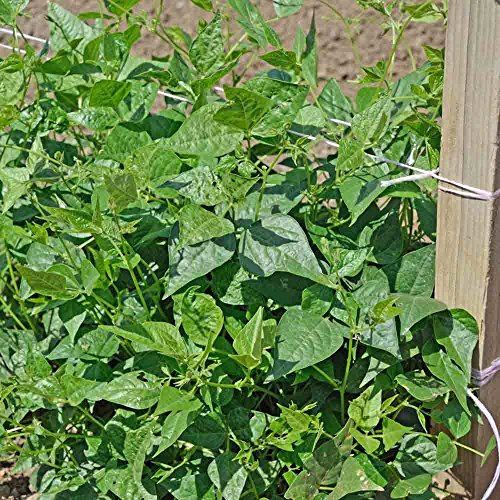 50 semi di Fagiolo Tepario Marrone - Phaseolus acutifolius