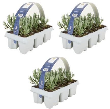 Bloomique - Set mit 18 Lavendelsträuchern (Lavandula angustifolia 'White') - Lavendel - Winterhart - Balkonpflanzen - Duftend - Höhe 10-20 cm - Wurzelballen 6 cm