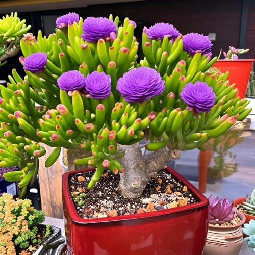 kakteenpflanze - Sukkulentenpflanzen 2pflanzen gartenblumen Dekoration Seltene