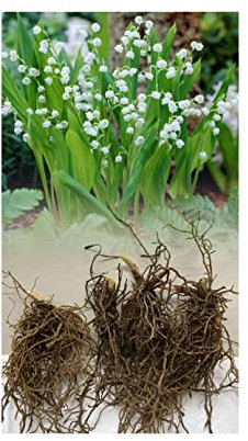 3 Lily of The Valley Bare Root Rhizomes (Pips) White Garden Summer Perennial Plant : - by GARTHWAITE NURSERIES® : - UK Stockist