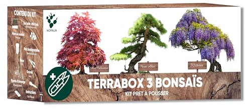 Kit Bonsai Pronto all'Uso – Semi 100% Biologici (Wisteria, Acer Palmatum, Picea Abies) – Idea Regalo Zen Uomo Donna – Mini Giardino Giapponese Fai Da Te – Decorazione Interno – regalo di natale pianta