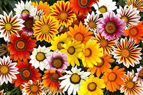 GAZANIA SPLENDENS RAGGIO DI SOLE MISCUGLIO NR.100 SEMI