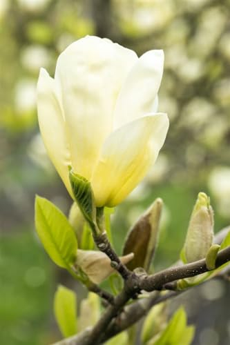 Magnolia 'Yellow Joy' 80-100 cm - Magnolie, gelbe Blüten, Blütezeit April-Mai, ideal für Gärten, bienenfreundlich, winterhart