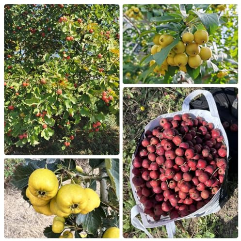 Semi di biancospino、giardino to,regali per gli amanti del giardino da frutto colonnari,semi di Le da giardino sono 150pcs