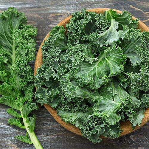 50 Seeds of Dwarf Green Curled Kale Winter Hardy