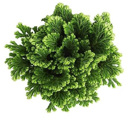 Rosa de Jericó Natural Planta de la Fortuna