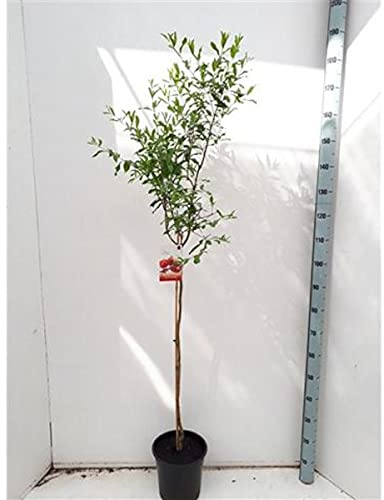 Granatäpple Acco 150–190 cm hög stam – punica granatum – fruktträd – granatäpplen