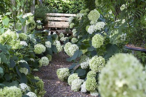 Hydrangea arborescens 'Annabelle' 60 cm – Winterhart, Mehrjährig, Pflegeleicht – Ballhortensie – Blütenstrauch für Garten & Kübel