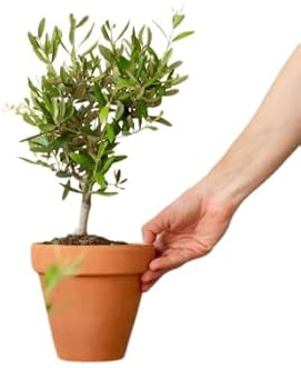 DECOALIVE Olivo Miniatura con Maceta de Cerámica para Decorar el Hogar