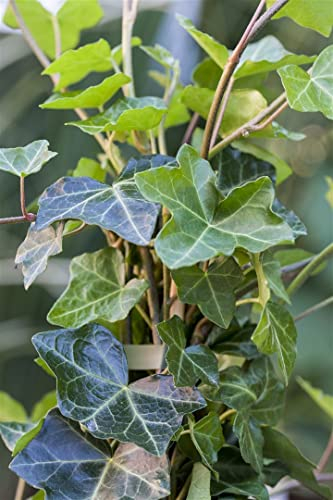 Hedera helix 'Hibernica' 60–100 cm – Winterhart, Immergrün, Pflegeleicht – Irischer Efeu – Kletterpflanze für Pergola & Rankhilfe