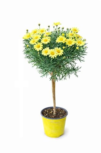 POWERS TO FLOWERS - MARGHERITA ALBERELLO GIALLO, Altezza 55cm, pianta vera