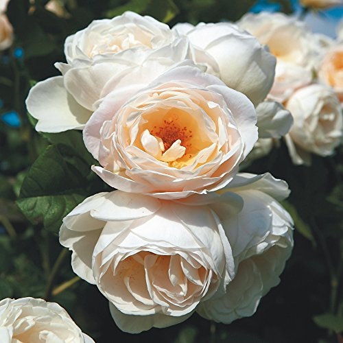 Kletterrose Uetersener Klosterrose creme-weiß - Kletter-Rose duftend - Pflanze für Rankhilfe wurzelnackt/Wurzelware von Garten Schlüter - Pflanzen in Top Qualität