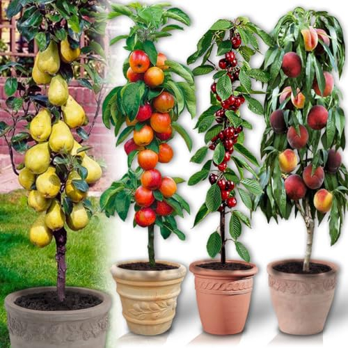Säulenobstbäume - 4 Bäume (1 Kirschbäume, 1 Apfelbäume, 1 Birnbäume, 1 Aprikosenbaum) - 80/100 cm - Ideal für Balkon, Terrasse, Kleiner Garten